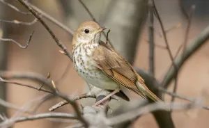 I Want To Spend My Days Birdwatching Not In Quarantine