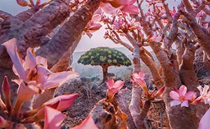 I Explored Socotra Island — A Place Unlike Anywhere Else (30 Pics)