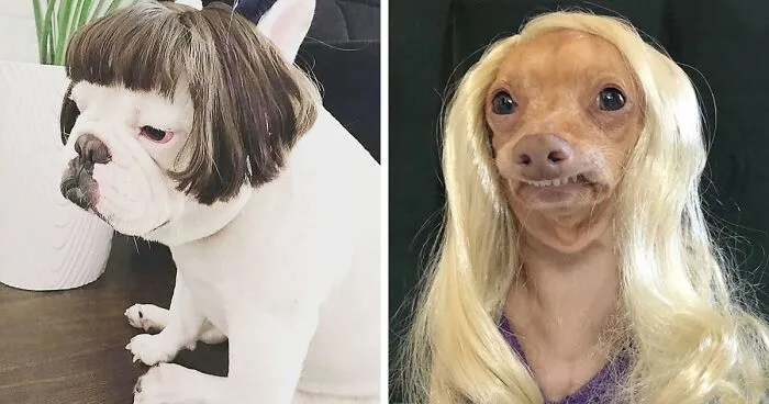 35 People Are Sharing Photos Of Their Dogs Wearing Wigs, And It's Absolutely Hilarious