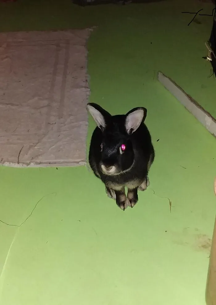 Turbo The Terrible
