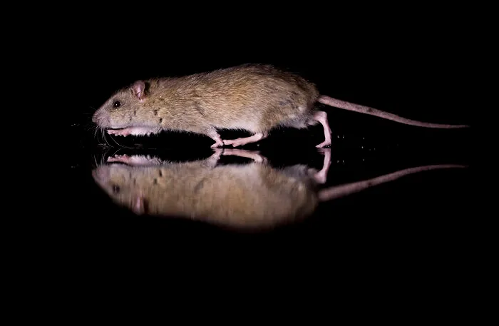 To Change People’s Negative Perceptions Of Rats, I Started Photographing Them In A Nice Way (19 Pics)