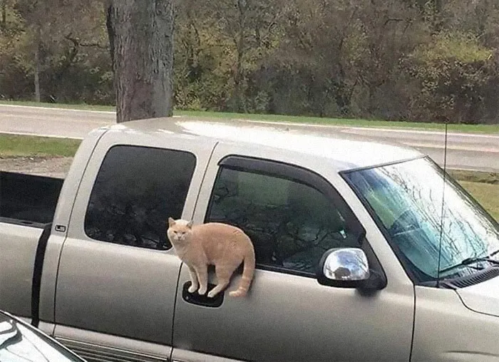 50 Fotos extrañas de animales que “no tienen explicación”