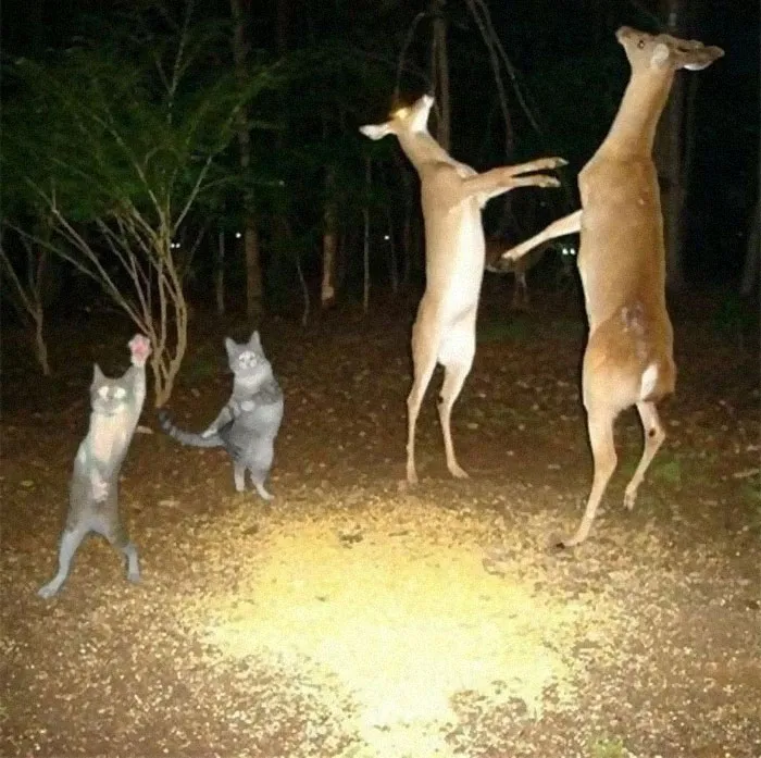 50 Weird Animal Photos That “Cannot Be Explained”