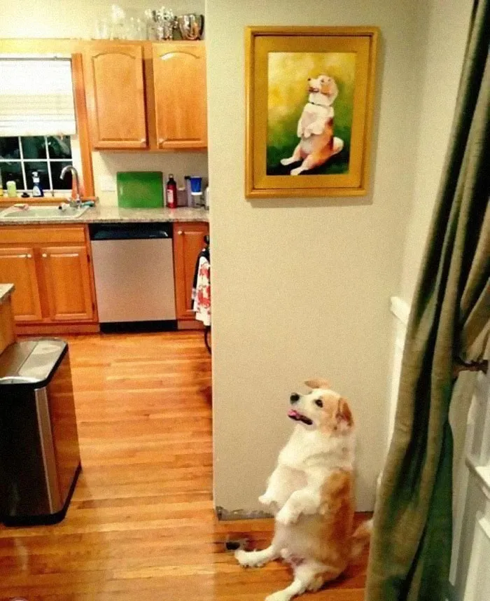 50 Weird Animal Photos That “Cannot Be Explained”