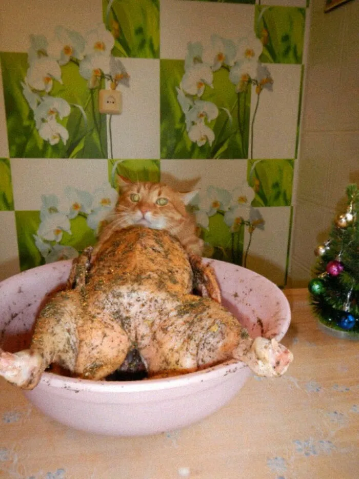 50 Weird Animal Photos That “Cannot Be Explained”