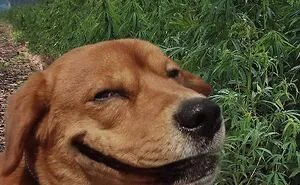 50 Weird Animal Photos That “Cannot Be Explained”