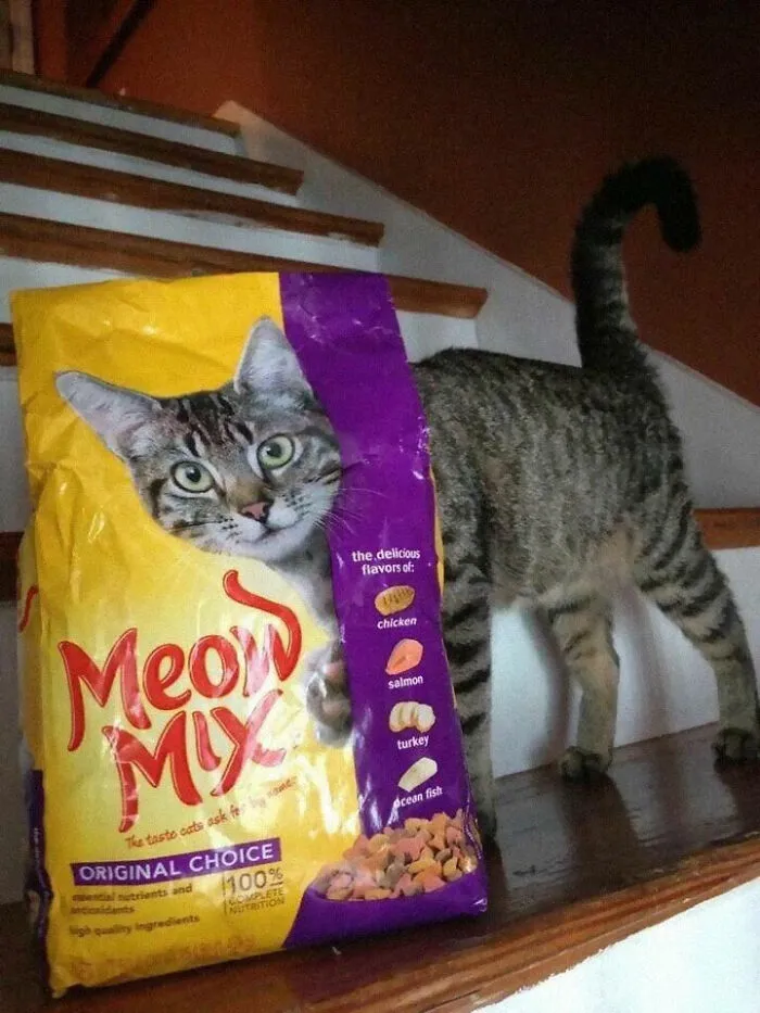 50 Weird Animal Photos That “Cannot Be Explained”