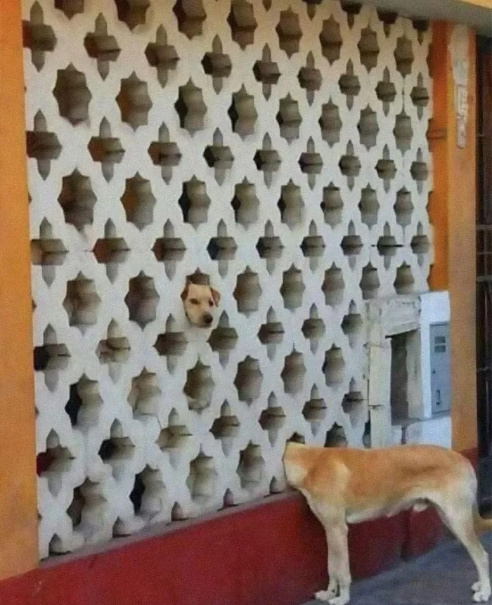 50 Weird Animal Photos That “Cannot Be Explained”