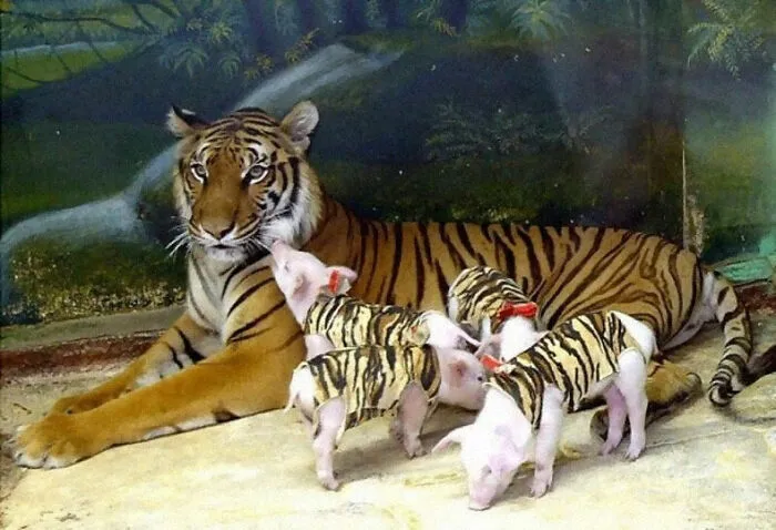 50 Fotos extrañas de animales que “no tienen explicación”