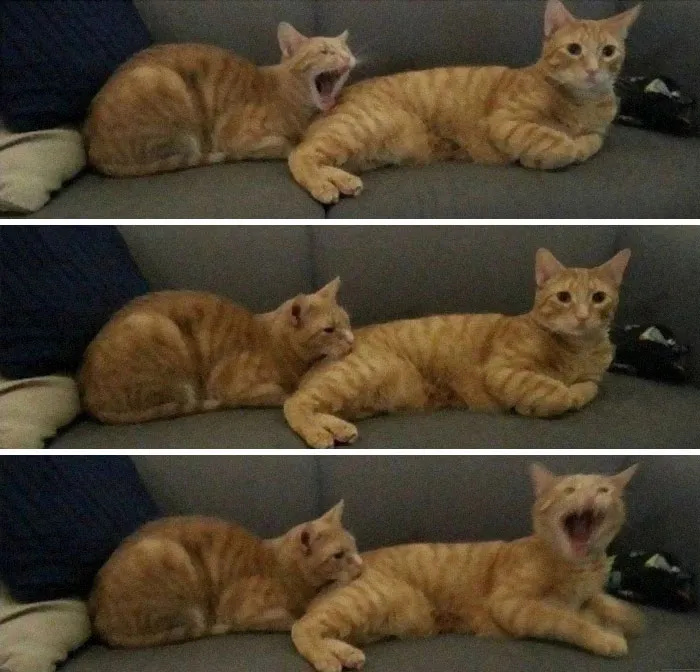 50 Weird Animal Photos That “Cannot Be Explained”