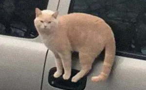 50 Weird Animal Photos That “Cannot Be Explained”