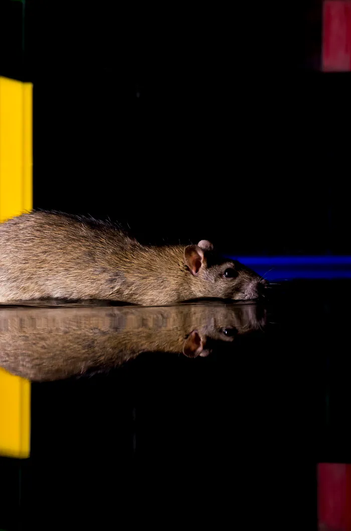 To Change People’s Negative Perceptions Of Rats, I Started Photographing Them In A Nice Way (19 Pics)