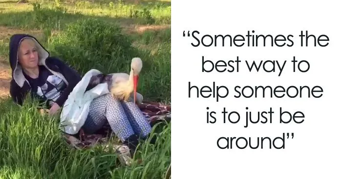 After Damaging His Wing, This Stork Will Never Fly Again, But He Enjoys A Wholesome Life With A Woman Who Rescued Him