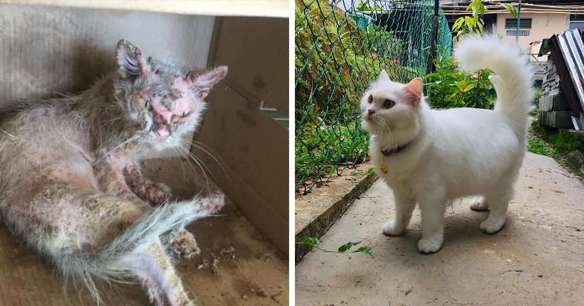 Esta mujer salvó de las calles a un gatito herido y le dio un hogar acogedor