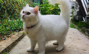 Woman Saved A Wounded Kitten From The Streets And Gave Her A Loving Home