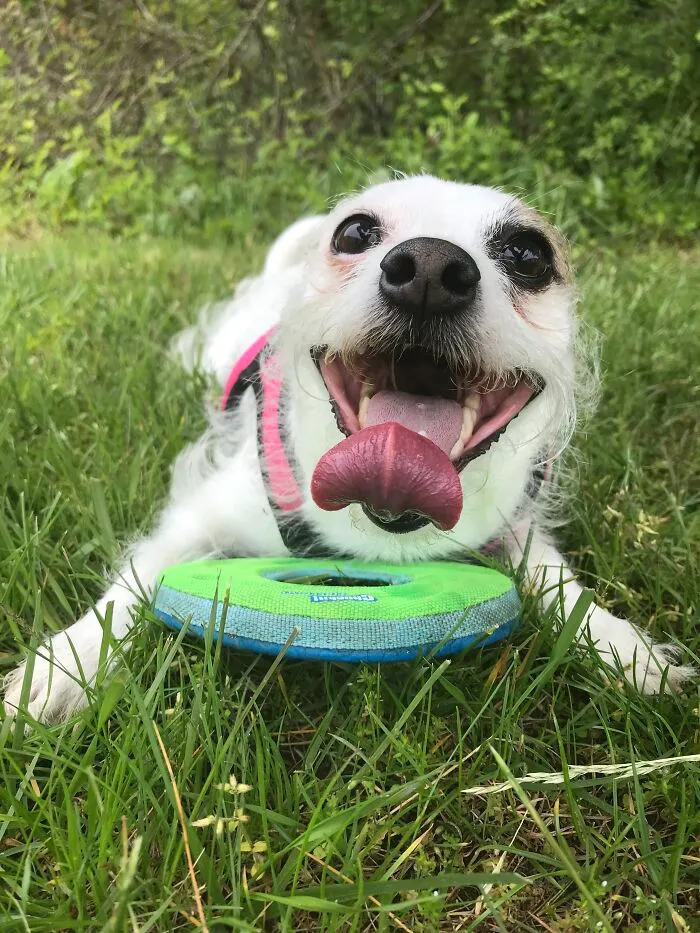 Gidget And Her Frisbee