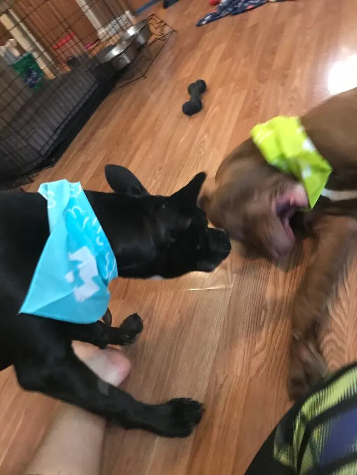 Linus Didn’t Appreciate The Bandana As Much As His Sister