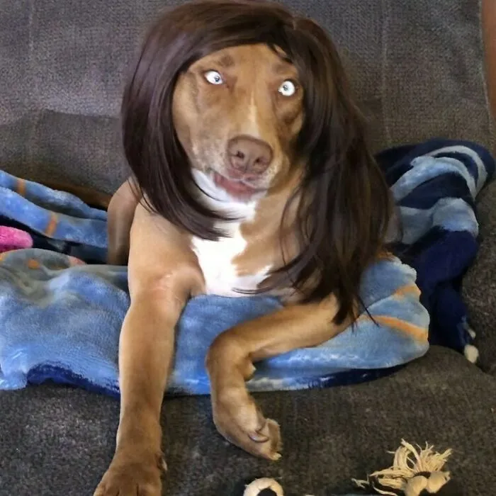 35 People Are Sharing Photos Of Their Dogs Wearing Wigs, And It's Absolutely Hilarious