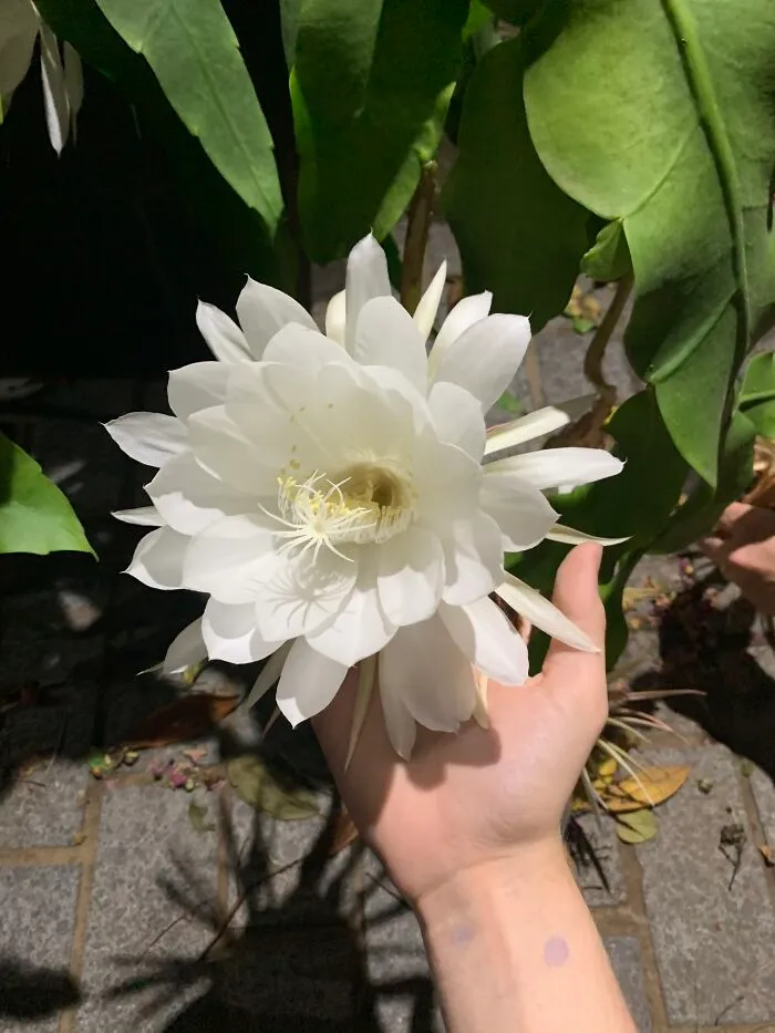 Queen Of The Night Flower