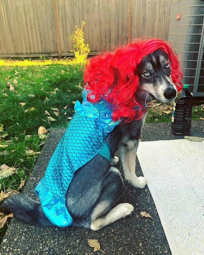35 Personas comparten fotos de sus perros usando pelucas y es divertidísimo