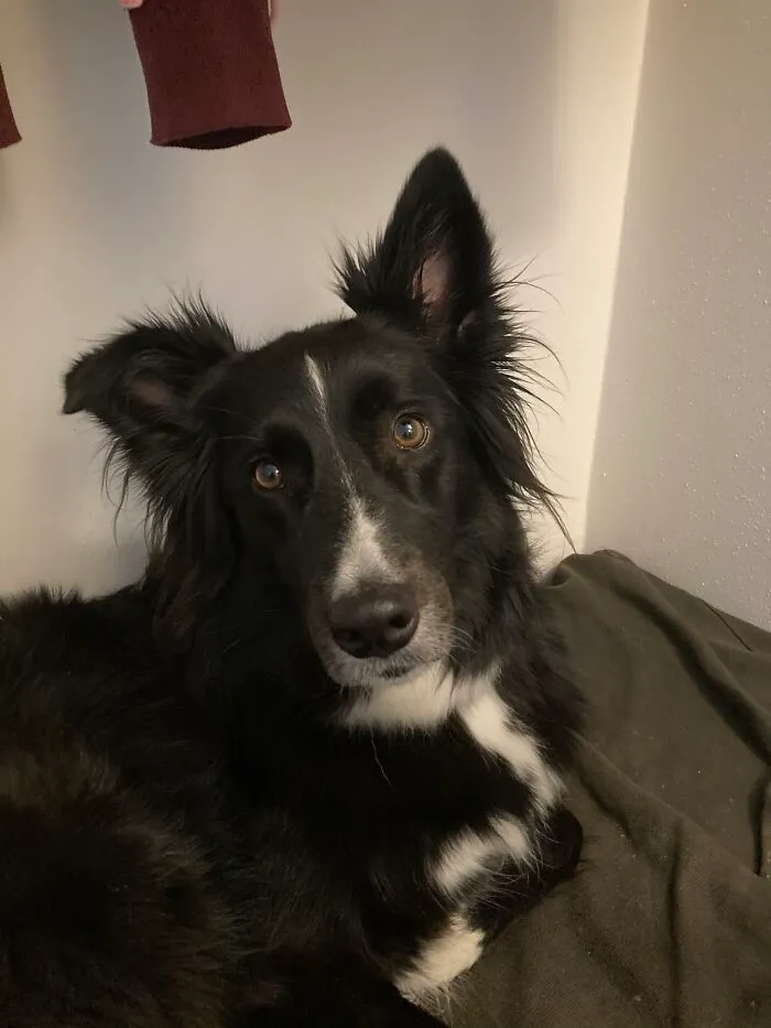 Named After A 1500’s Samurai Named Goemon, Who Stole From The Rich And Gave To The Poor. And He Is Very Good At Stealthily Stealing Socks From The Wash Basket