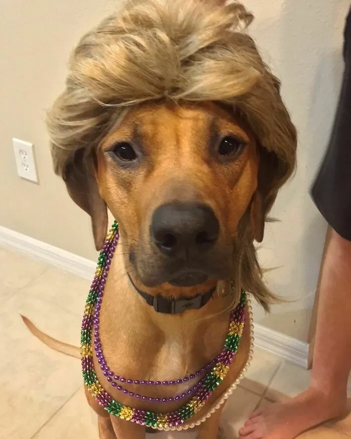 35 People Are Sharing Photos Of Their Dogs Wearing Wigs, And It's Absolutely Hilarious