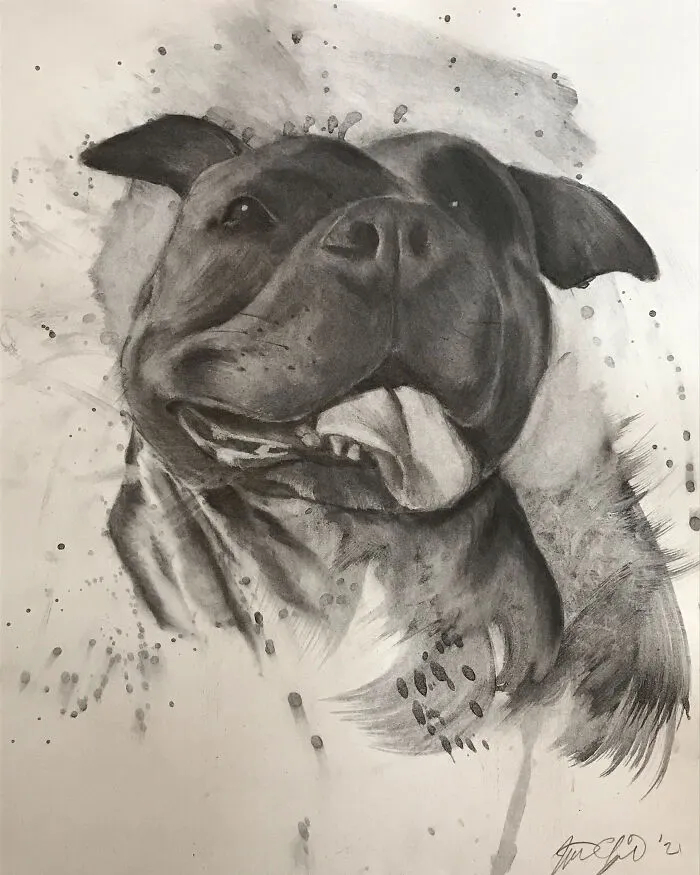 My Friend’s Dog Sam    Charcoal On Paper