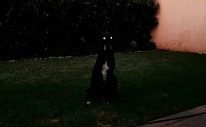 Hey Pandas, Show Us A Demonic Picture Of Your Pet (Closed)