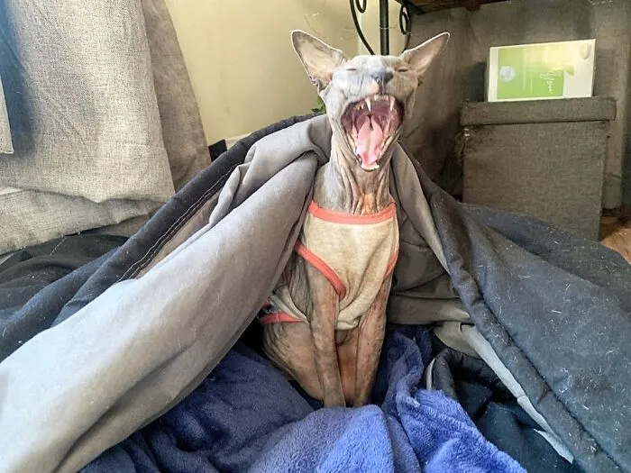 Creepy Yawn