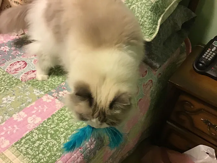 A Blue Feather.....