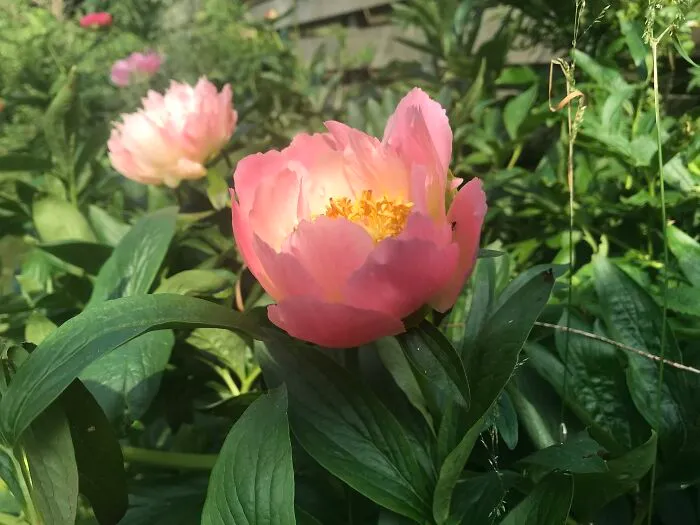 Peonies From My Garden. They Come In Such Variety Of Colors And Shapes...