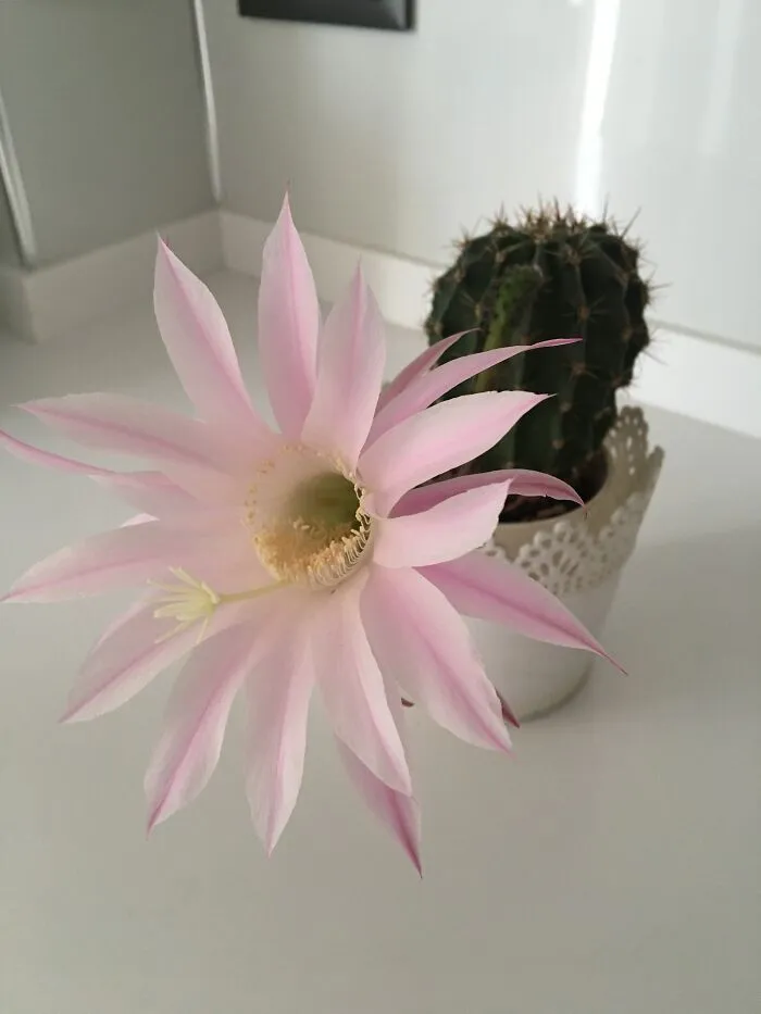 My Favorite Cactus Flower
