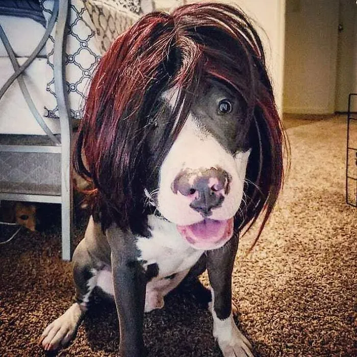 35 Personas comparten fotos de sus perros usando pelucas y es divertidísimo