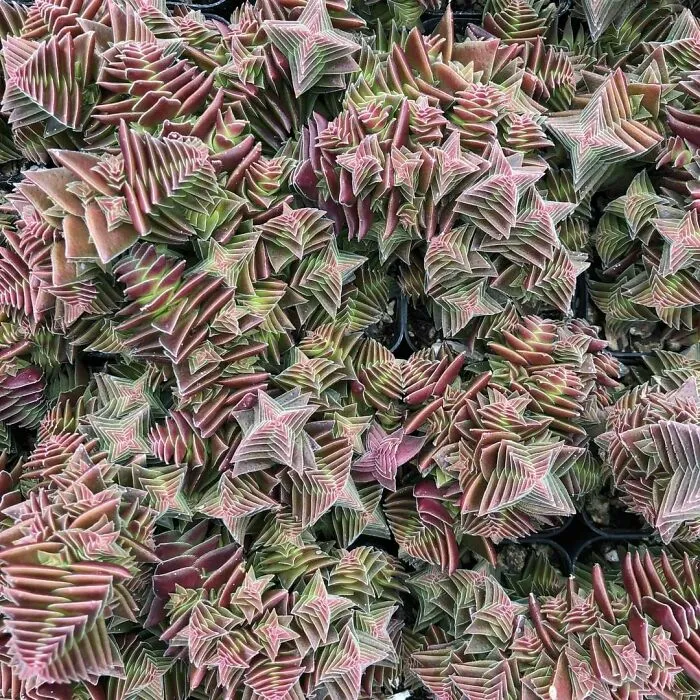 No se sabe dónde termina una y empieza otra. Crassula Capitella, maravilla geométrica