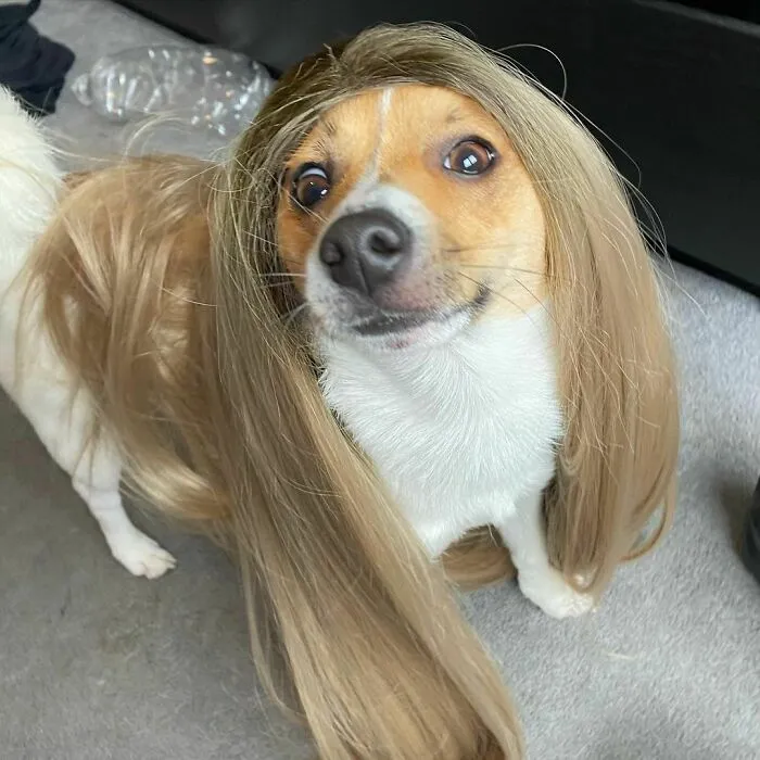 35 People Are Sharing Photos Of Their Dogs Wearing Wigs, And It's Absolutely Hilarious