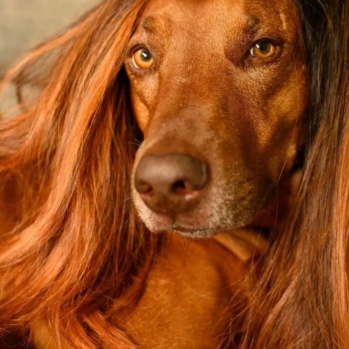 35 People Are Sharing Photos Of Their Dogs Wearing Wigs, And It's Absolutely Hilarious