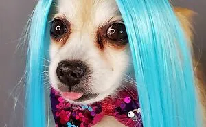 35 People Are Sharing Photos Of Their Dogs Wearing Wigs, And It's Absolutely Hilarious