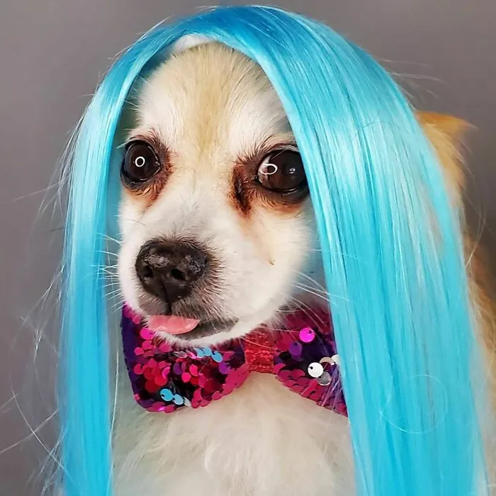 35 People Are Sharing Photos Of Their Dogs Wearing Wigs, And It's Absolutely Hilarious