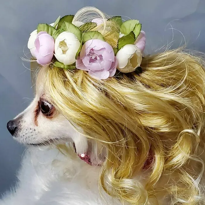 35 People Are Sharing Photos Of Their Dogs Wearing Wigs, And It's Absolutely Hilarious