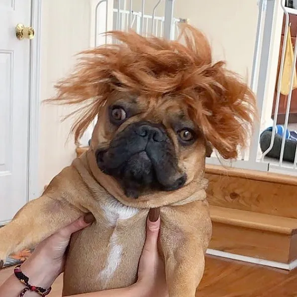 35 People Are Sharing Photos Of Their Dogs Wearing Wigs, And It's Absolutely Hilarious
