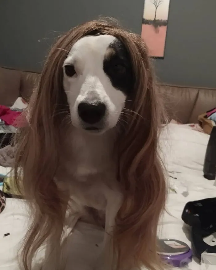 35 Personas comparten fotos de sus perros usando pelucas y es divertidísimo