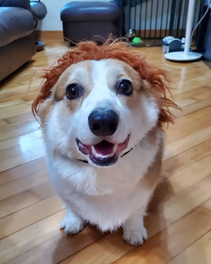 35 Personas comparten fotos de sus perros usando pelucas y es divertidísimo