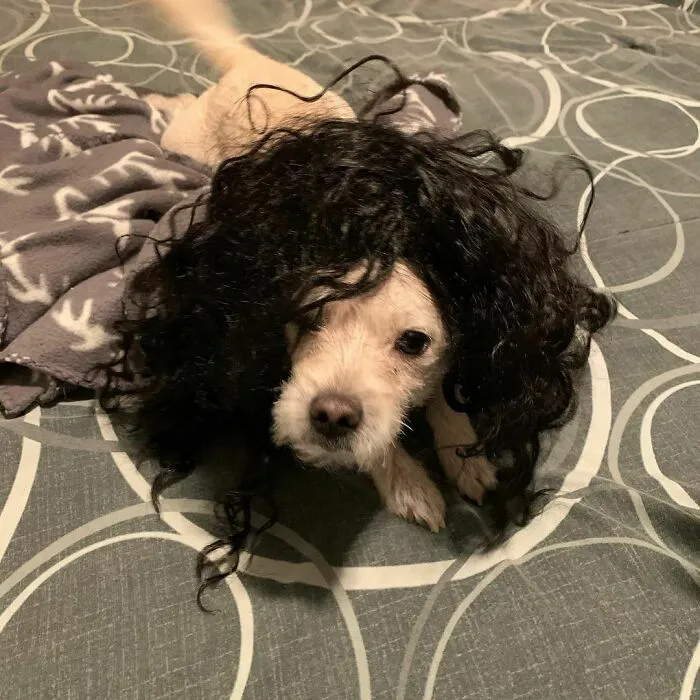 35 Personas comparten fotos de sus perros usando pelucas y es divertidísimo