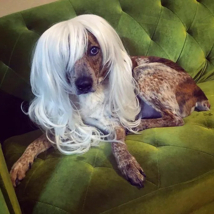 35 People Are Sharing Photos Of Their Dogs Wearing Wigs, And It's Absolutely Hilarious