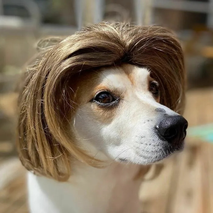 35 Personas comparten fotos de sus perros usando pelucas y es divertidísimo