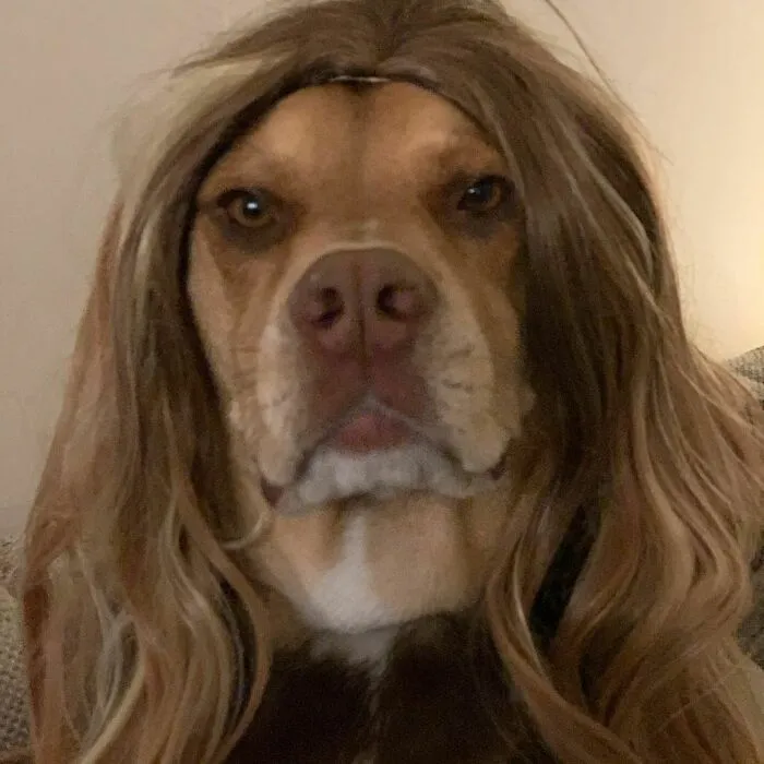 35 People Are Sharing Photos Of Their Dogs Wearing Wigs, And It's Absolutely Hilarious