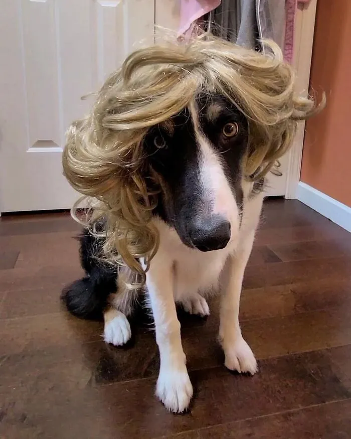 35 Personas comparten fotos de sus perros usando pelucas y es divertidísimo