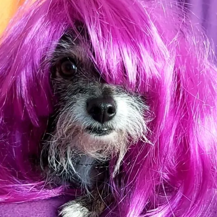 35 Personas comparten fotos de sus perros usando pelucas y es divertidísimo