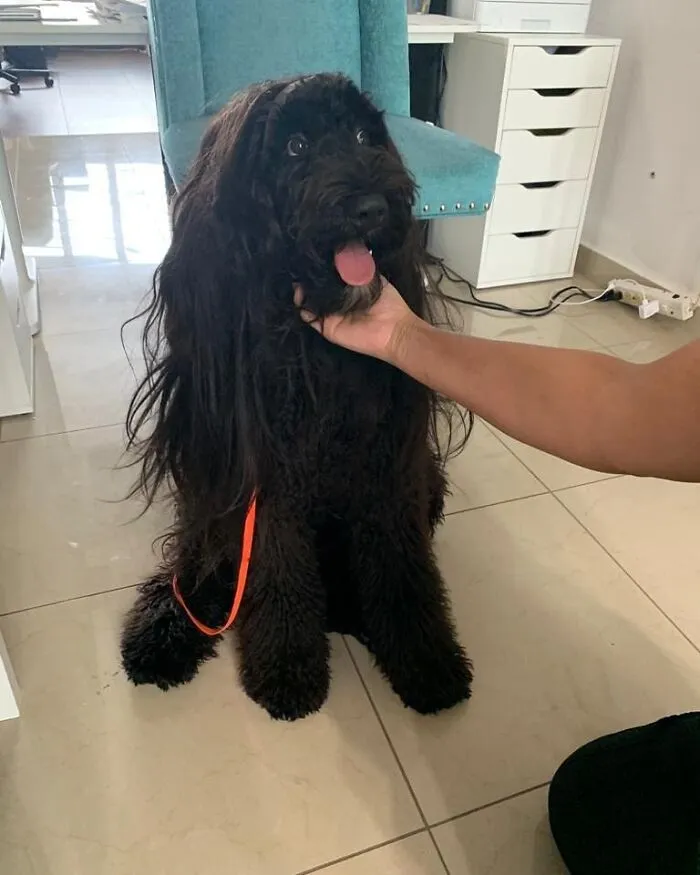 35 Personas comparten fotos de sus perros usando pelucas y es divertidísimo