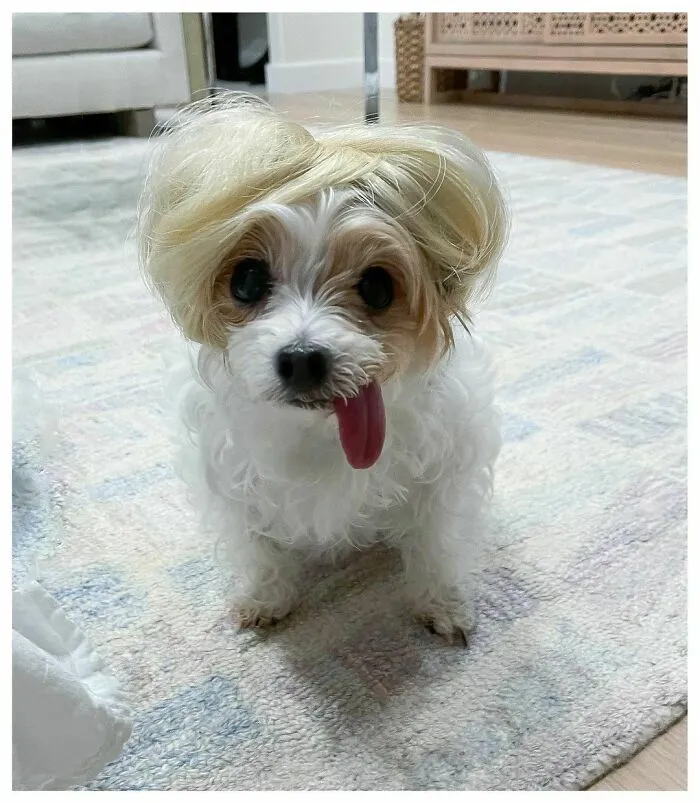 35 People Are Sharing Photos Of Their Dogs Wearing Wigs, And It's Absolutely Hilarious